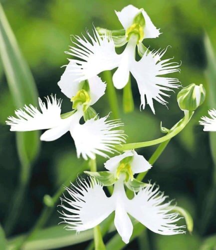 Japanische Vogelblume