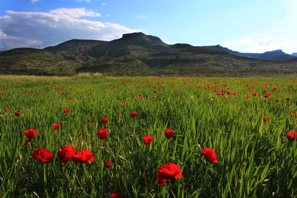 Klatschmohn