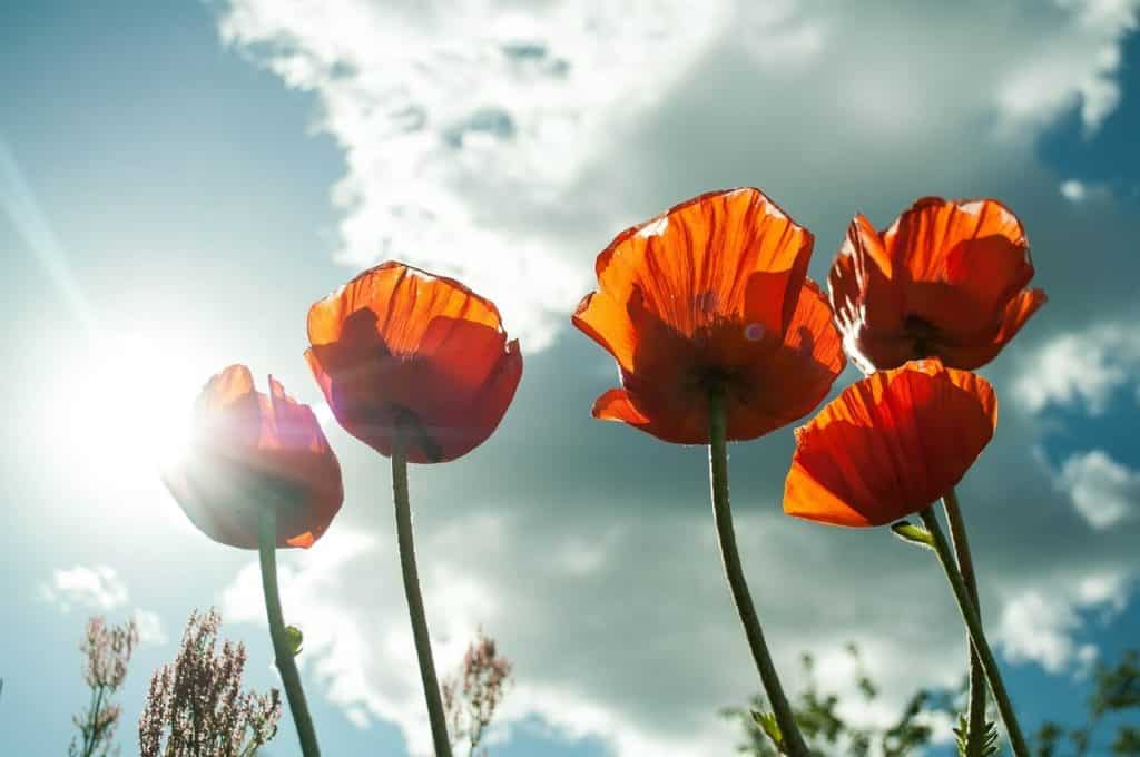 Sommerblumen