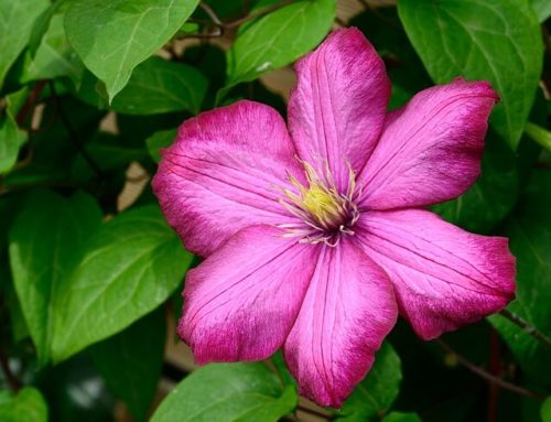 Clematis