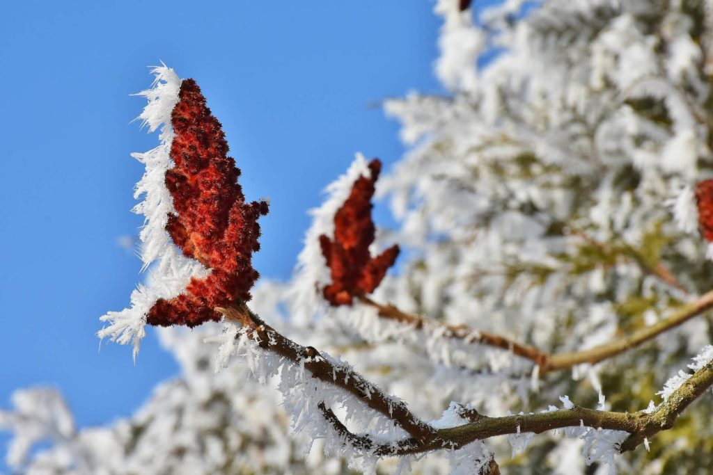 Eisblume