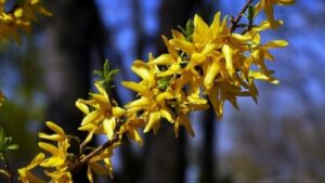 Frühlingsblumen