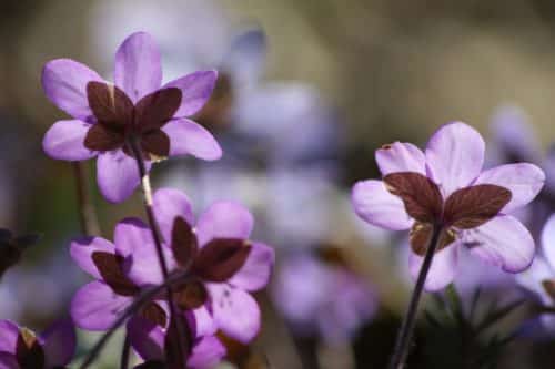 Leberblümchen