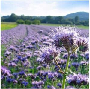 Phacelia