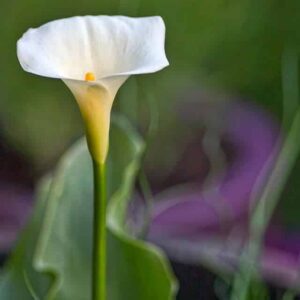 zantedeschia