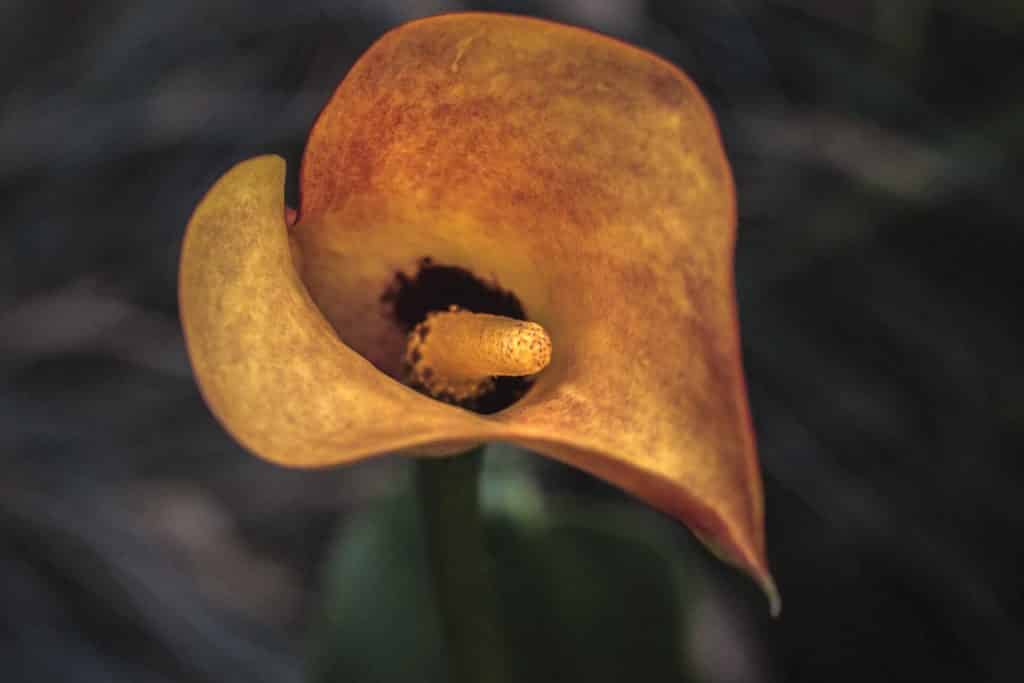 Zantedeschia