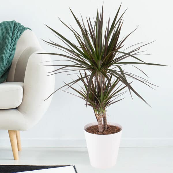 Drachenbaum + gratis Topf | +/- 70 cm | ø 17 cm | Dracaena marginata