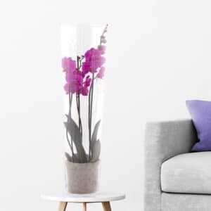 Lila Orchidee + Glasvase | +/- 60 cm | ø 12 cm | Phalaenopsis