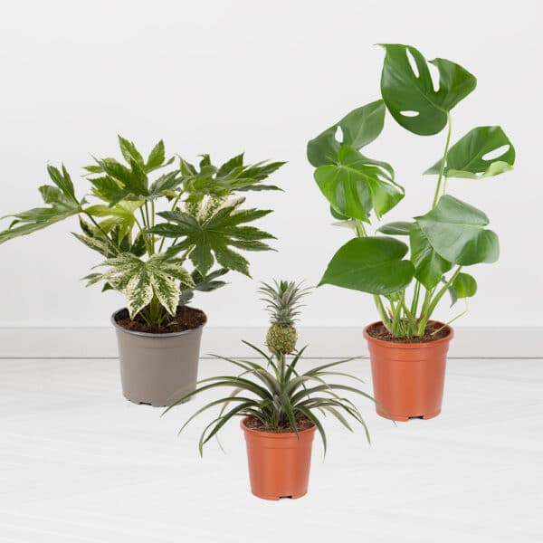 3er Pflanzen-Set | 30-80 cm | ø 12-17 cm | Ananas