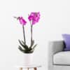Lila Orchidee (zwei Rispen) + gratis Topf | +/- 70 cm | ø 12 cm | Phalaenopsis