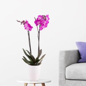 Lila Orchidee (zwei Rispen) + gratis Topf | +/- 70 cm | ø 12 cm | Phalaenopsis