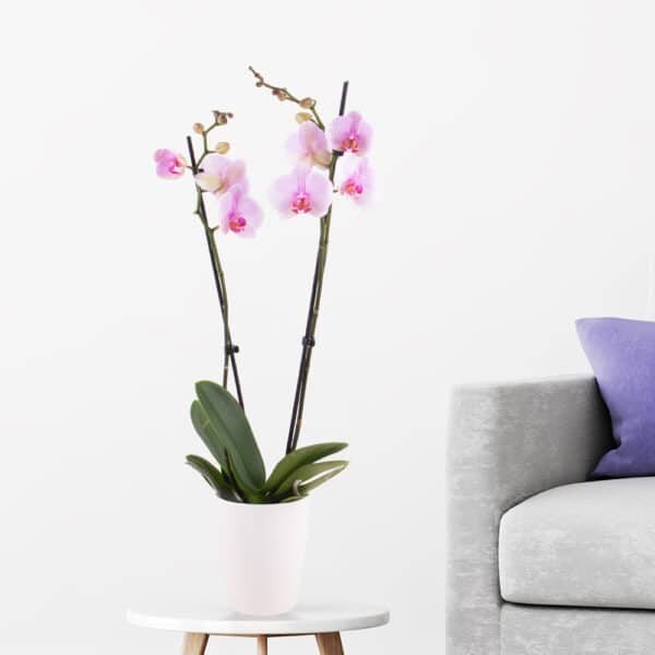 Rosa Orchidee (zwei Rispen) + gratis Topf | +/- 70 cm | ø 12 cm | Phalaenopsis