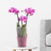 Pinke Orchidee (zwei Rispen) + Glasvase | +/- 40 cm | ø 12 cm | Phalaenopsis multiflora
