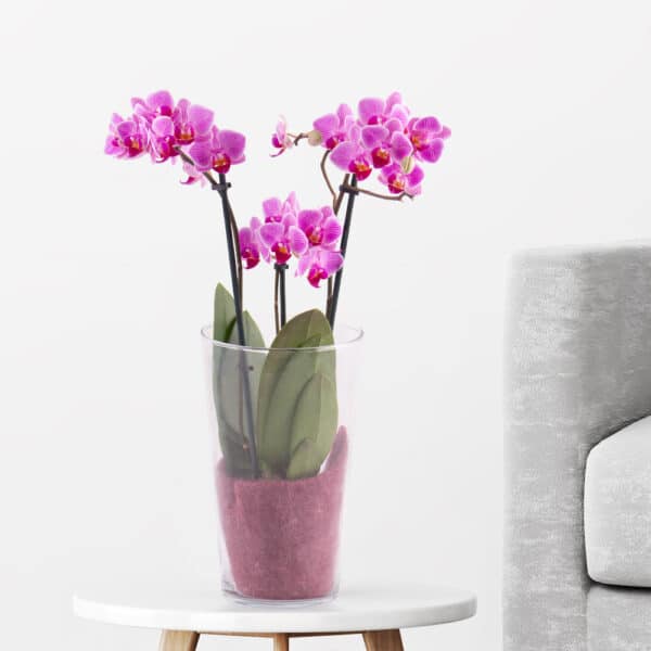 Pinke Orchidee (zwei Rispen) + Glasvase | +/- 40 cm | ø 12 cm | Phalaenopsis multiflora
