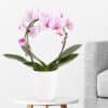 Orchideenbogen Rosa + gratis Topf |+/- 45 cm | ø 12 cm | Phalaenopsis