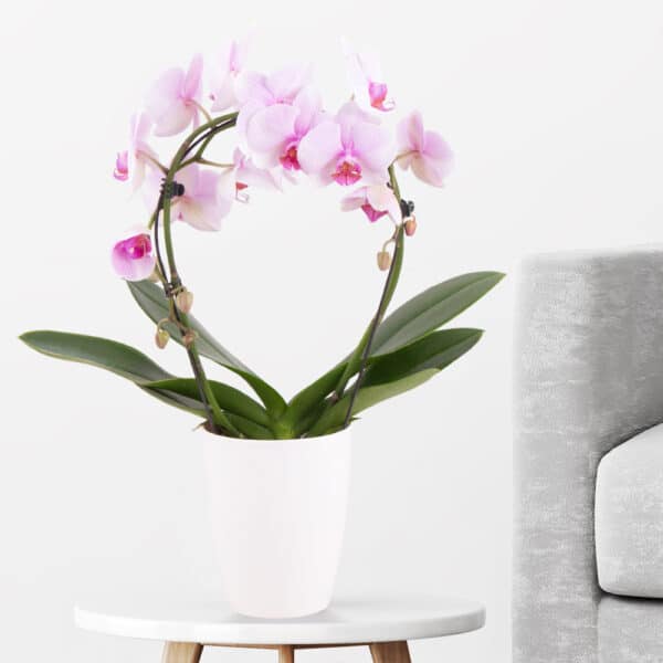 Orchideenbogen Rosa + gratis Topf |+/- 45 cm | ø 12 cm | Phalaenopsis