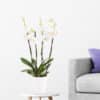 Weiße Orchidee (vier Rispen) + gratis Topf | +/- 60 cm | ø 12 cm | Phalaenopsis