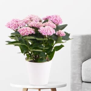 Hortensie Rosa Magical Revolution + gratis Topf | +/- 40 cm | ø 12 cm | Hydrangea