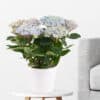 Hortensie Blau Magical Revolution + gratis Topf | +/- 40 cm | ø 12 cm | Hydrangea