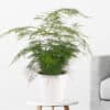 Federspargel + gratis Topf | +/- 40 cm | ø 17 cm | Asparagus setaceus