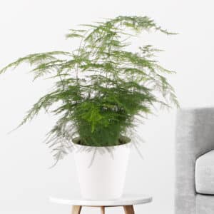 Federspargel + gratis Topf | +/- 40 cm | ø 17 cm | Asparagus setaceus