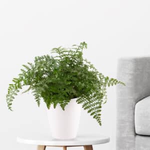 Streifenfarn + gratis Topf | +/- 25 cm | ø 12 cm | Asplenium parvati