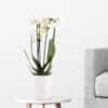 Weiße Orchidee im Bogen + gratis Topf | +/- 50 cm | ø 12 cm | Phalaenopsis cascade