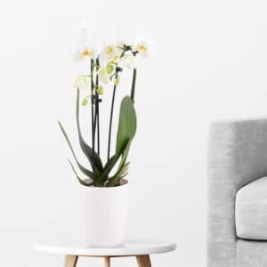 Weiße Orchidee im Bogen + gratis Topf | +/- 50 cm | ø 12 cm | Phalaenopsis cascade