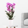 Gemusterte Orchidee im Bogen + gratis Topf | +/- 50 cm | ø 12 cm | Phalaenopsis cascade