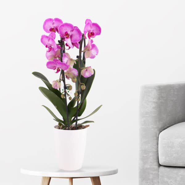 Gemusterte Orchidee im Bogen + gratis Topf | +/- 50 cm | ø 12 cm | Phalaenopsis cascade