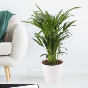 Goldfruchtpalme + gratis Topf | +/- 60 cm | ø 17cm | Areca-Palme