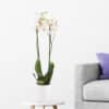 Weiße Orchidee (zwei Rispen) + gratis Topf | +/- 70 cm | ø 12cm | Phalaenopsis