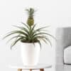 Ananas-Pflanze + gratis Topf | +/- 30 - 40 cm | ø 15 cm | Corona