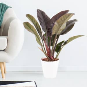 Philodendron + gratis Topf | +/- 45 cm | ø 17 cm | Imperial Red