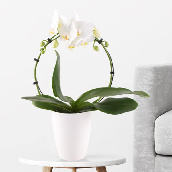 Orchideenbogen Weiß + gratis Topf | +/- 45 cm | ø 12 cm | Phaelonopsis