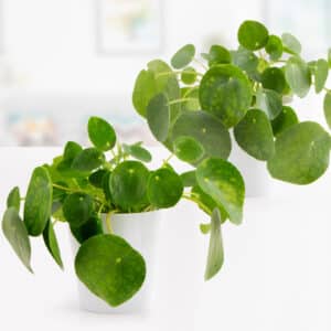 Zwei Pfannkuchenpflanzen + gratis Topf | +/- 15 cm | ø 12 cm | Pilea