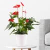 Flamingoblume Rot + gratis Topf | +/- 50 cm | ø 14 cm | Anthurie
