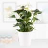 Flamingoblume Weiß + gratis Topf | +/- 50 cm | ø 14 cm | Anthurie