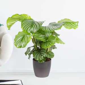 Korbmarante | +/- 60 cm | ø 19 cm | Calathea orbifolia