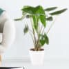 Alocasia Zebrina XL| +/- 85 cm | ø 21 cm | Elefantenohr