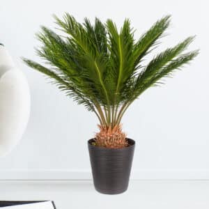 Palmfarn + gratis Topf | +/- 60 cm | ø 17 cm | Cycas revoluta