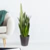 Bogenhanf | +/- 85 cm | ø 21 cm | Sanseveria zeylanica