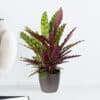 Lanzenblättrige Korbmarante + gratis Topf | +/- 70 cm | ø 17 cm | Calathea lancifolia