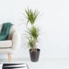 Drachenbaum | +/- 120 cm | ø 21 cm | Dracaena marginata