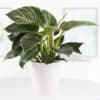 Philodendron + gratis Topf | +/-  30 cm | ø 12 cm | White Wave
