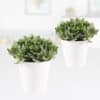 2er-Set Jadestrauch + gratis Topf | +/- 20-25 cm | ø 13 cm | Crassula arborescens