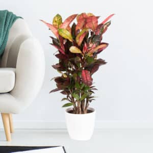 Kroton + gratis Topf | +/- 70 cm | ø  17 cm | Codiaeum “Mrs. Iceton“