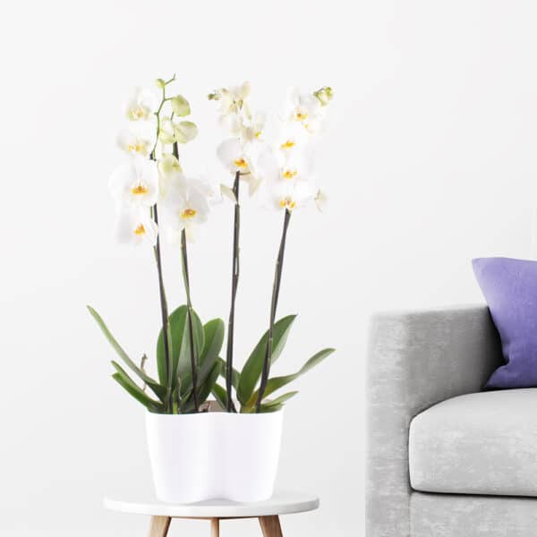 Zwei weiße Orchideen + gratis DUO-Topf | +/- 70 cm | ø 12 cm | Phalaenopsis