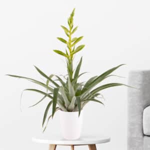 Bromelie Tillandsie + gratis Topf | +/- 65 cm | ø 12 cm | Tillandsia oerstediana