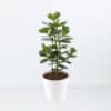 Balsamapfel + gratis Topf | +/- 65 cm | ø 17 cm | Clusia